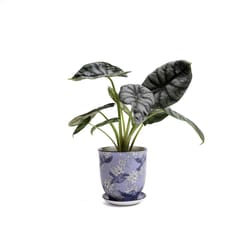 Chive Liberte 4.25 in. D Ceramic Flower Pot Blue Swallows