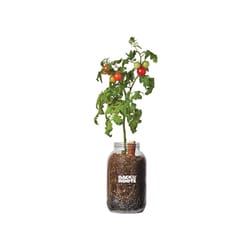 Back to the Roots Cherry Tomato Grow Kit 1 pk