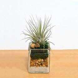 Eve's Garden 4.5 in. H X 2 in. W X 2 in. D Glass Natural Sand & Rock Air Plant and Succulent Clear