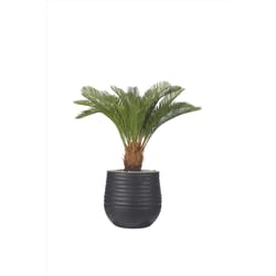 DW Silks 38 in. H X 33 in. W X 33 in. D Plastic Sago Palm in Ribbed Planter Black