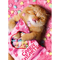 Avanti Seasonal Sweetheart Cat Valentine's Day Card Paper 2 pc