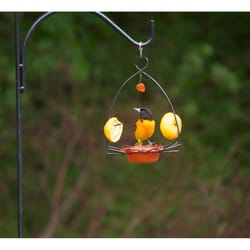 Birds Choice Oriole 0.18 lb Plastic/Steel Hanging Bird Feeder