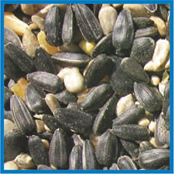 Cole's Blue Ribbon Blend Assorted Species Black Oil Sunflower Wild Bird Food 10 lb