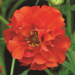 Livingston Seed Sow Easy Flower Seeds 70 pk