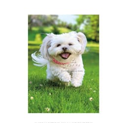 Avanti Press Cute Dogs Leaping Greeting Cards Paper 1 pk