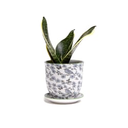 Chive Liberte 3.25 in. D Ceramic Succulent Pot Blue Flowers