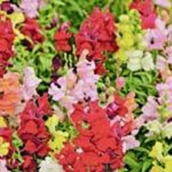 Livingston Seed Sow Easy Flower Seeds 150 pk