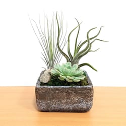 Eve's Garden 11 in. H X 6 in. W X 6 in. D Ceramic Natural Cement Planter Air Plant and Succulent Bro