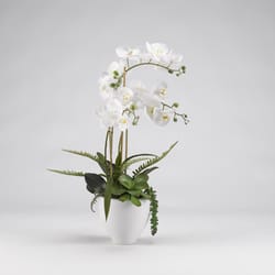 DW Silks 29 in. H X 12 in. W X 12 in. L Polyester White Orchids in White Ceramic Bowl