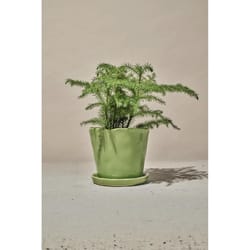 Chive Tika 3 in. D Ceramic Succulent Pot Greenery