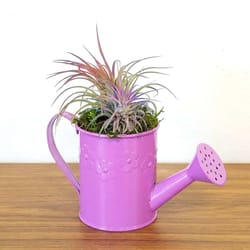 Eve's Garden 4.5 in. H X 12 in. D Ceramic Watering Can Air Plant and Succulent Multicolored