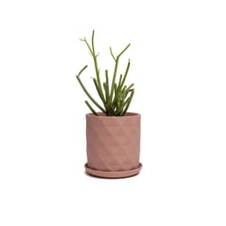 Chive Virago 5 in. D Ceramic Shape F Flower Pot Terracotta