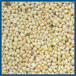 Cole's Assorted Species White Millet Wild Bird Food 20 lb