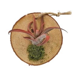 Russell's Bromeliads Green Wood Plaque Decorative Planter Air Plant