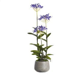 DW Silks 24 in. H X 8 in. W X 8 in. L Polyester Purple Epidendrum Orchids in Stone Planter