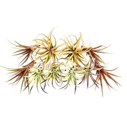 Russell's Bromeliads Tillandsia Air Plant
