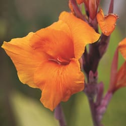  Mixed Tall Canna Lily Value Bag - 6 Bulbs/pkg - Assorted Canna  Lilies Red, Yellow, Pink, Orange : Patio, Lawn & Garden