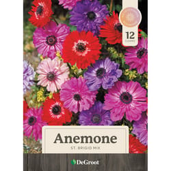 DeGroot Anemone St Brigit Mix Bulb 12 pk