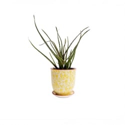 Chive Liberte 4.25 in. D Ceramic Flower Pot Yellow Flowers