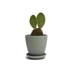 Chive Virago 3.3 in. D Ceramic Shape B Succulent Pot Olive