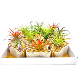 Russell's Bromeliads Assorted Labyrinth Garden Decorative Planter Air Plant