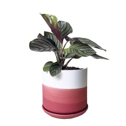 Chive Devo 4.5 in. D Ceramic Flower Pot Raspberry