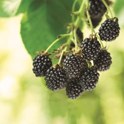 DeGroot Blackberry Plant 1 pk