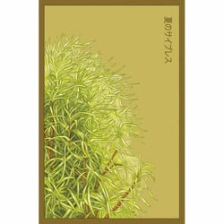 Chive Shido Seed Co Summer Cypress Seeds 1 pk