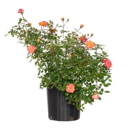National Plant Network Orange Rose Orange Honey Grower Flowering Plant