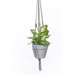Primitive Planters Assorted Macrame 36 in. H Plant Hanger 1 pk