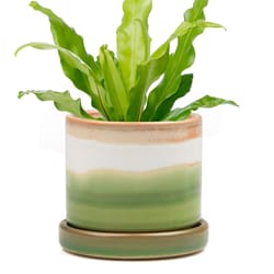 Chive Minute 3 in. D Ceramic Succulent Pot Green Layers