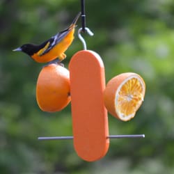 Songbird Essentials Songbird Essentials Oriole Plastic Double Orange Bird Feeder