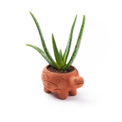 Matr Boomie 3 in. H X 4.5 in. W X 5.5 in. D Terracotta Planter Multicolored