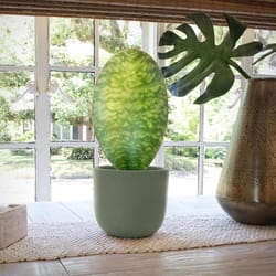 National Plant Network Sansevieria Whalefin Grower House Plant