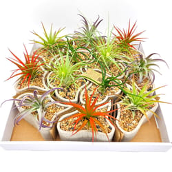 Russell's Bromeliads Assorted Labyrinth Garden Decorative Planter Air Plant