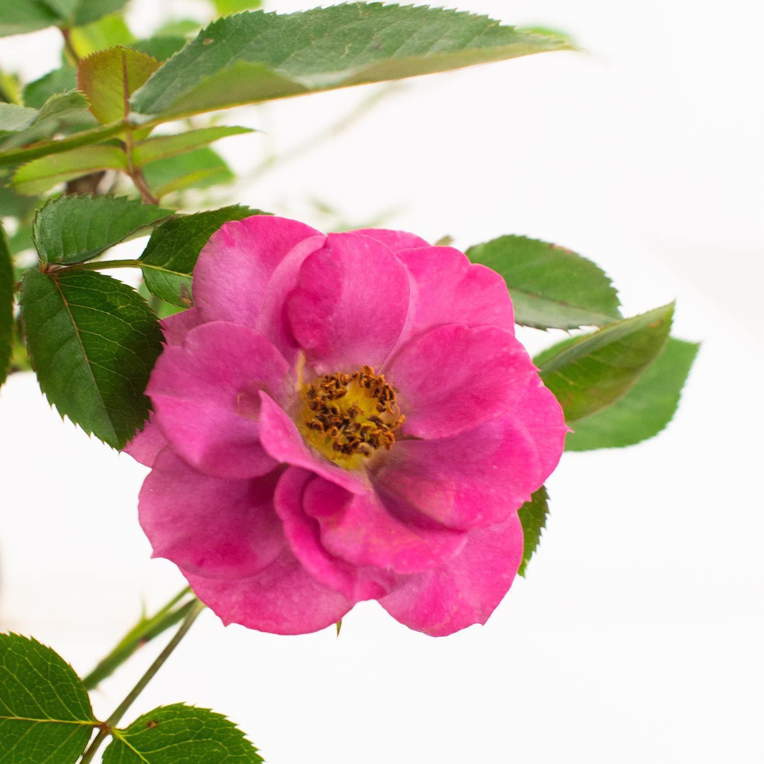 パープルローズ Potted Roses In Lavender + Purple Shades - Transform Your
