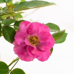 National Plant Network Purple Miniature Rose Grower Flowering Plant