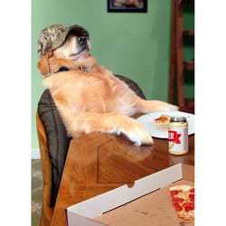 Avanti Seasonal Chill Dog With Beer Father's Day Card Paper 2 pc