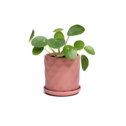 Chive Virago 3.3 in. D Ceramic Shape F Succulent Pot Terracotta