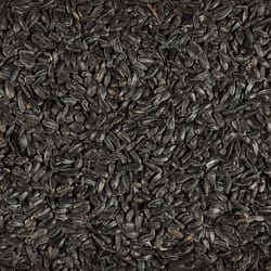 Ace Songbird Black Oil Sunflower Seed Wild Bird Food 5 lb