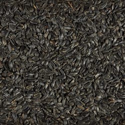 Ace Songbird Black Oil Sunflower Seed Wild Bird Food 5 lb