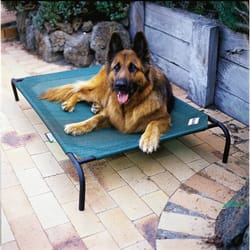 Coolaroo Green Polyethylene Elevated Pet Bed 8 in. H X 31-1/2 in. W X 51 in. L