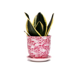 Chive Liberte 3.25 in. D Ceramic Succulent Pot Pink Skull