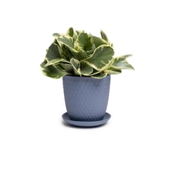 Chive Virago 5 in. D Ceramic Shape H Flower Pot Blue Grey