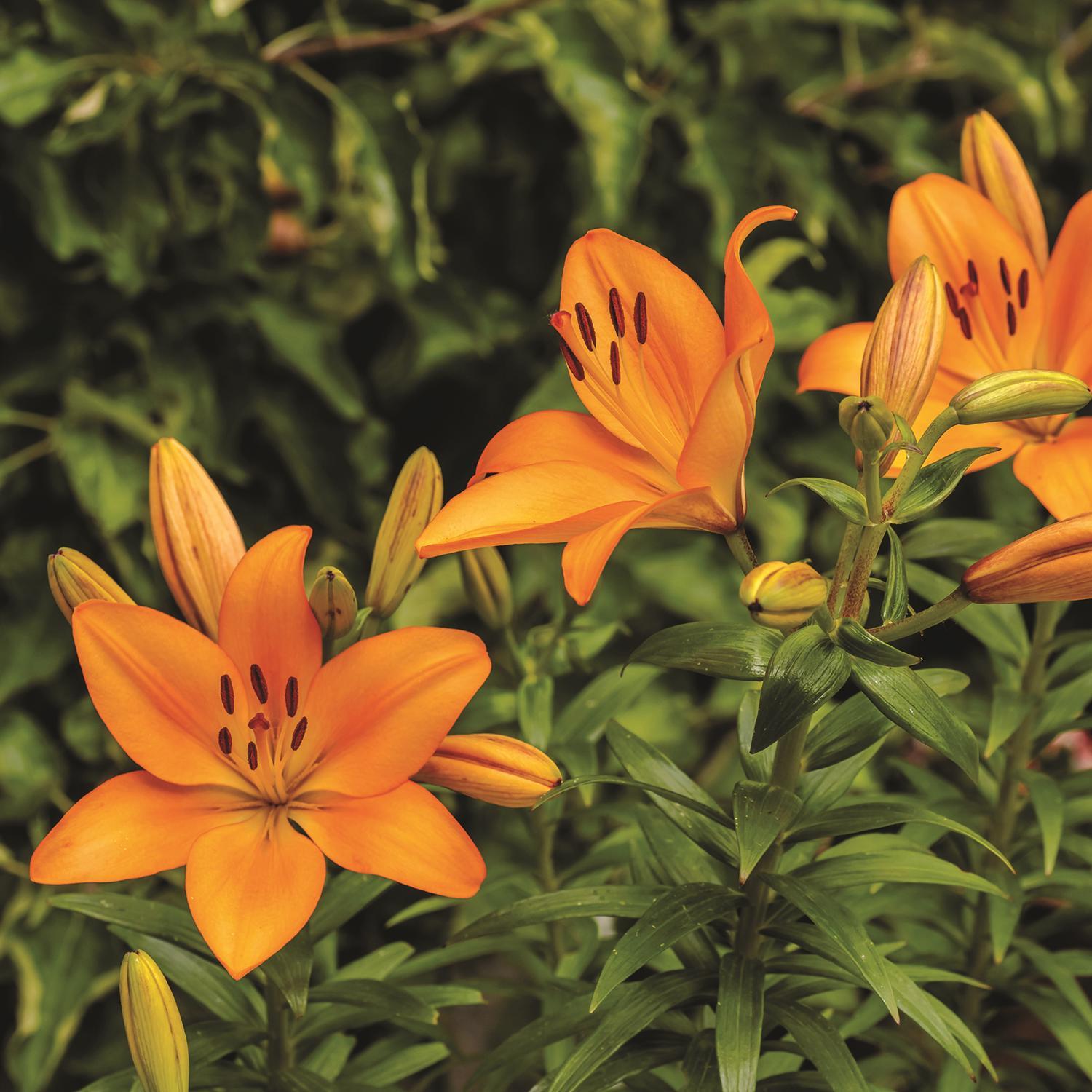 DeGroot Asiatic Mixed Lily Bulb 1 pk Mfr# DGSBHLBT - Ace