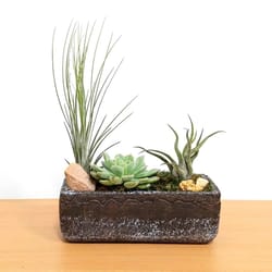 Eve's Garden 11 in. H X 8 in. W X 3 in. D Ceramic Natural Cement Planter Air Plant and Succulent Bro