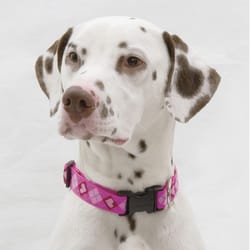 LupinePet Original Designs Multicolor Puppy Love Nylon Dog Adjustable Collar
