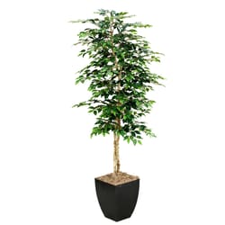 DW Silks 84 in. H X 38 in. L Polyester Green Ficus Tree In Planter