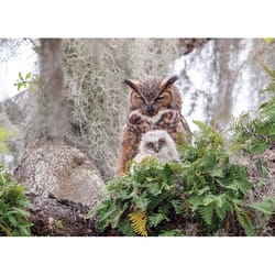 Cobble Hill Great Horned Owl Jigsaw Puzzle 1000 pc