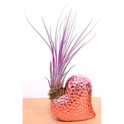 Eve's Garden Ceramic Dimple Air Plant and Succulent Pink